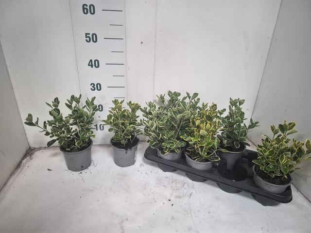 <h4>EUONYMUS JAP GEM</h4>