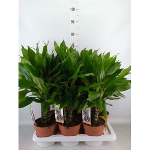 Dracaena frag. 'Steudneri'