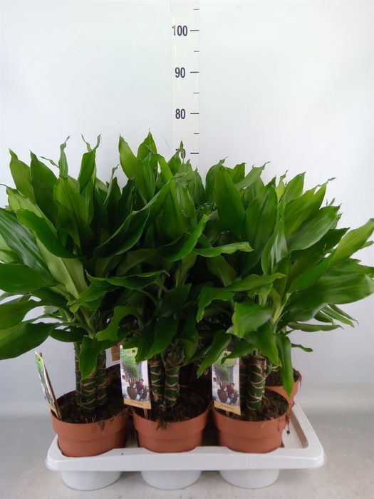 <h4>Dracaena frag. 'Steudneri'</h4>