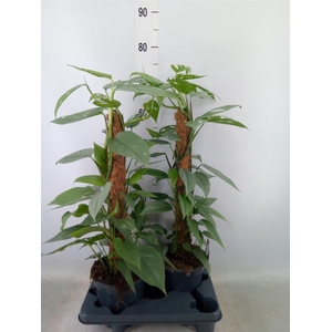 Epipremnum pinn. 'Cebu Blue'