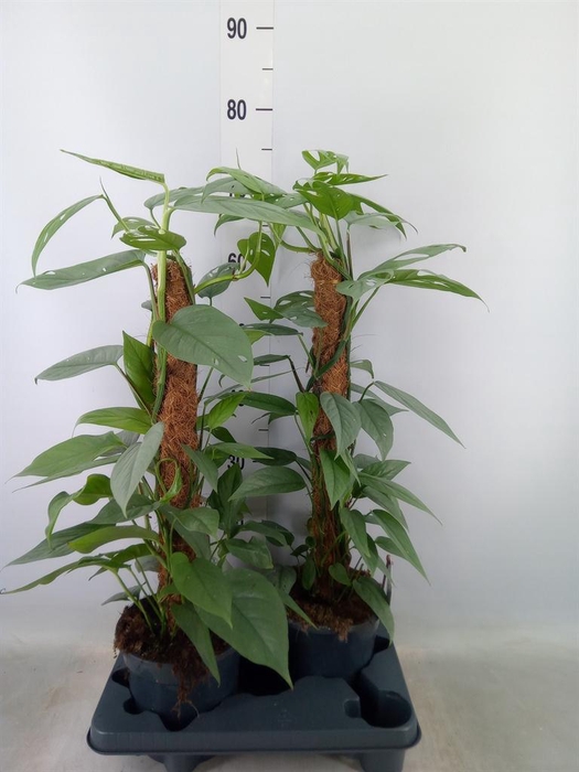 <h4>Epipremnum pinn. 'Cebu Blue'</h4>