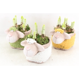 arr4 Narcis RN - Colorful sheep medium