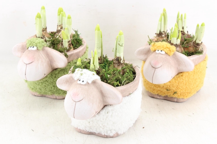 <h4>arr4 Narcis RN - Colorful sheep medium</h4>