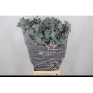 Euc Cinerea Per Bos