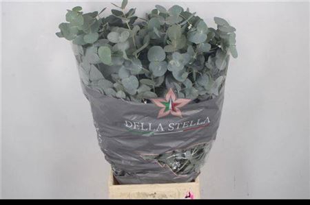 <h4>Euc Cinerea Per Bos</h4>