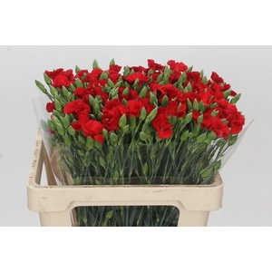 Dianthus Tr Symply Love