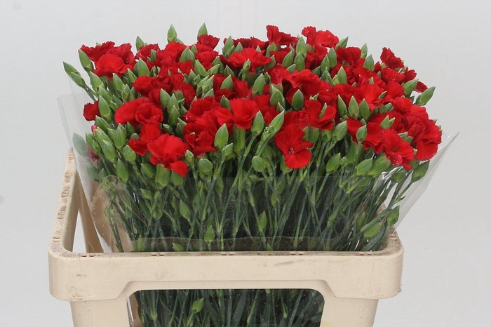 <h4>Dianthus Tr Symply Love</h4>