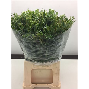 Euc Parvifolia Kort