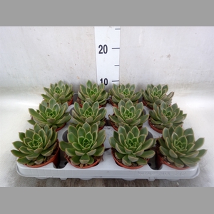 Echeveria   ...not flowering