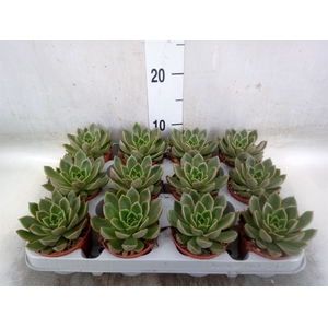 Echeveria   ...not flowering