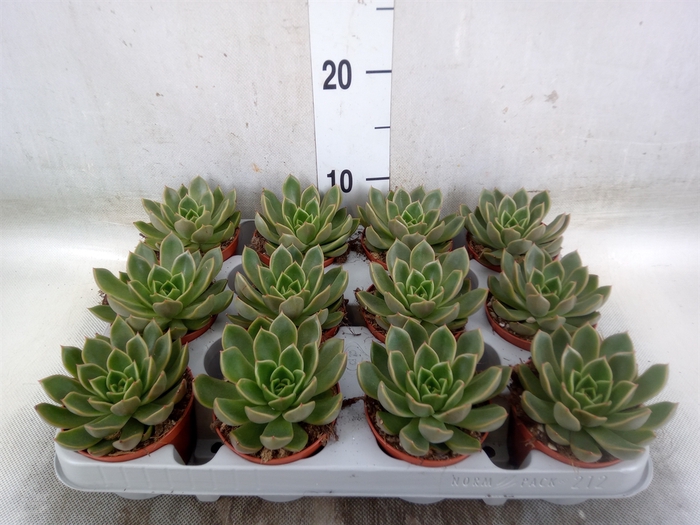 <h4>Echeveria   ...not flowering</h4>