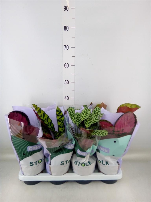 <h4>Calathea ...mix 4</h4>