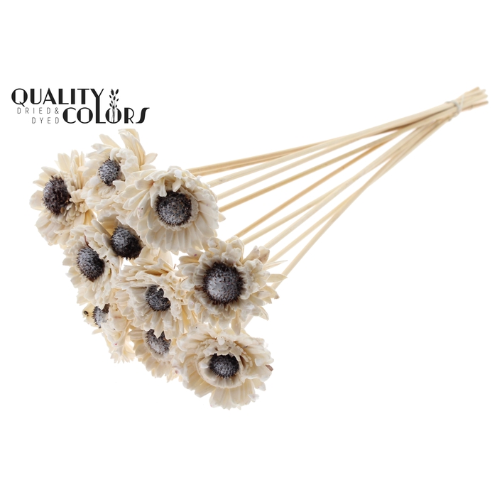 <h4>Shola Daisy Sunflower 6cm on stem Wax White</h4>