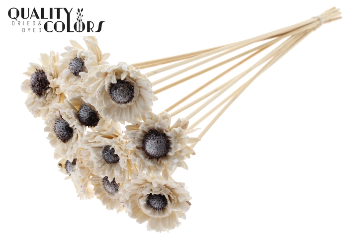 Shola Daisy Sunflower 6cm on stem Wax White