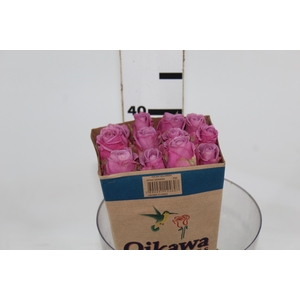 ROSA COOL WATER 040 CM ESTUFA