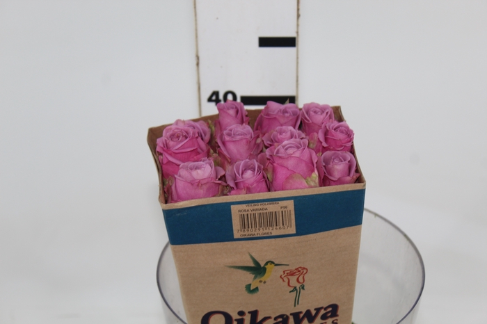 ROSA COOL WATER 040 CM ESTUFA