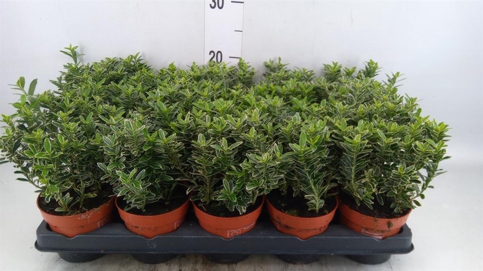 <h4>Euonymus   ...</h4>