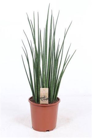 Sansevieria Mikado