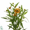 Helenium Festival