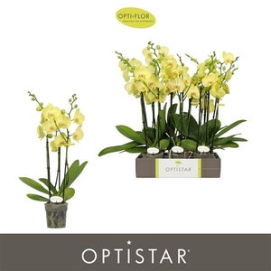 Phalaenopsis Anthura Ferrara