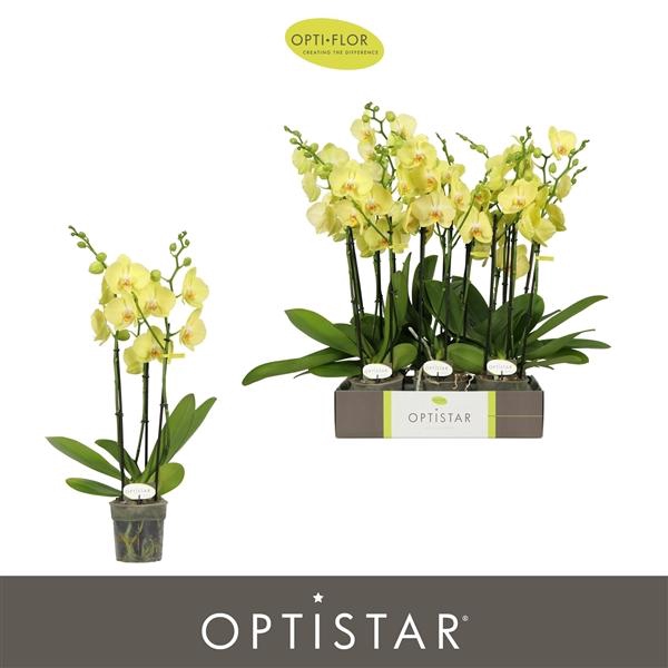 <h4>Phalaenopsis Anthura Ferrara</h4>