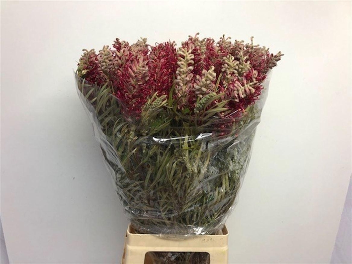 <h4>Grevillea Misty Red</h4>