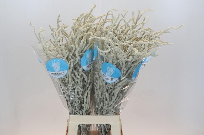 <h4>Amaranthus Yearming Desert</h4>