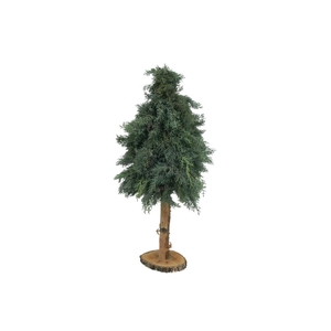 Kerstboom Arizonica Op Stok 80cm