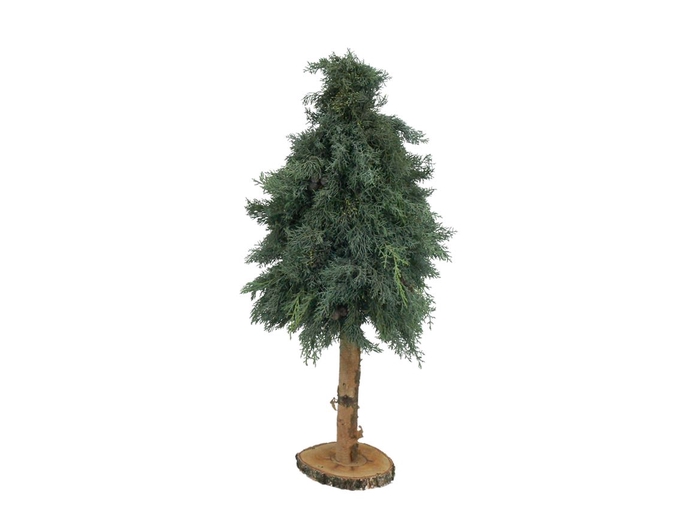 <h4>Kerstboom Arizonica Op Stok 80cm</h4>