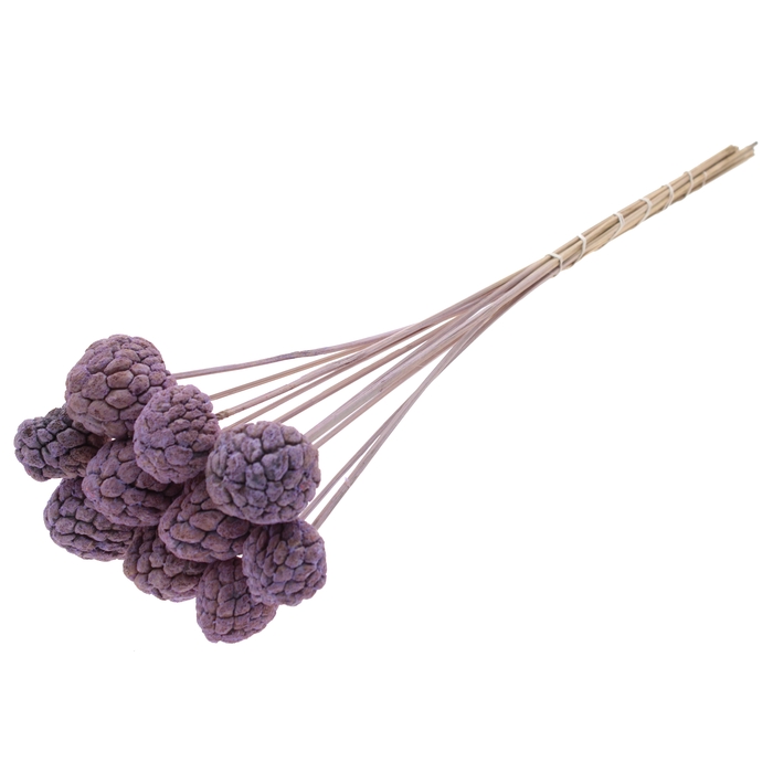 <h4>Atta Fruit on stem Intense Frosted Milka</h4>