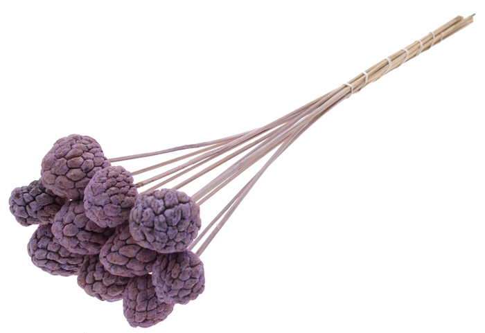 Atta Fruit on stem Intense Frosted Milka