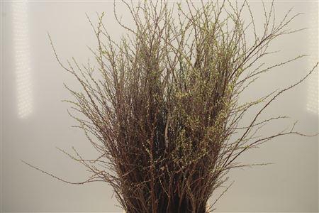 <h4>Spirea White Per Bunch</h4>