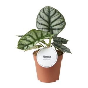 Alocasia