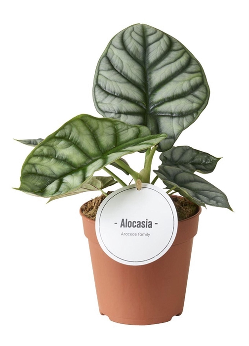 <h4>Alocasia</h4>