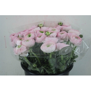 Ran Cloni Sup Confetto San Mauro