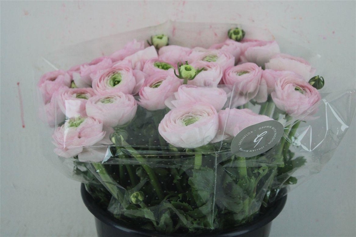 <h4>Ran Cloni Sup Confetto San Mauro</h4>