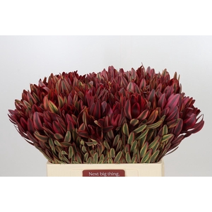 Leucadendron Jester