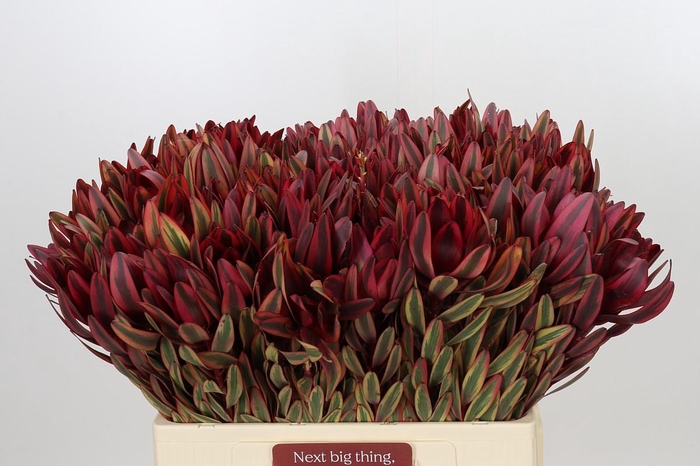<h4>Leucadendron Jester</h4>