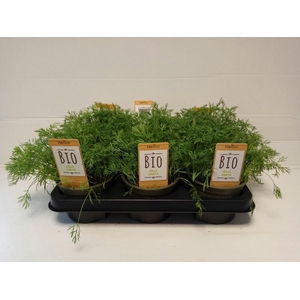 Dille P12 HERBIO steker