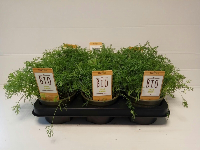 <h4>Dille P12 HERBIO steker</h4>