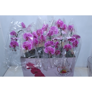 PHALAENOPSIS CASCATA ESPECIAL P15 BICOLOR MIN 8 FLS
