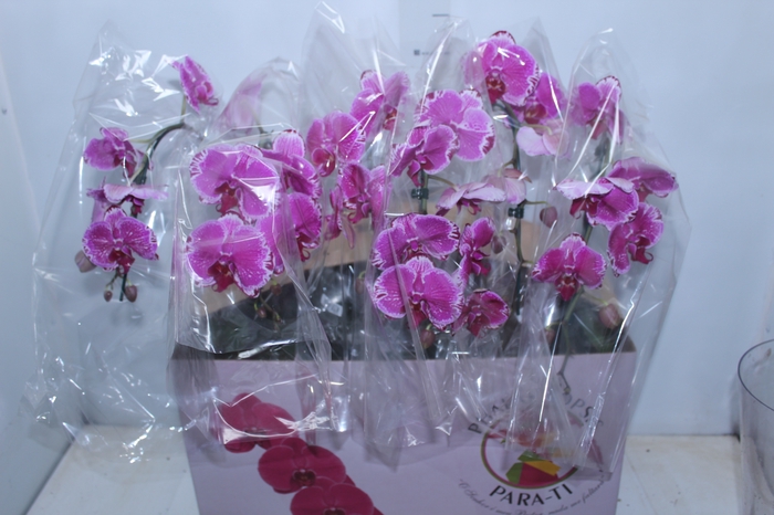 <h4>PHALAENOPSIS CASCATA ESPECIAL P15 BICOLOR MIN 8 FLS</h4>