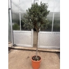 Olea europaea (Olijf) stam