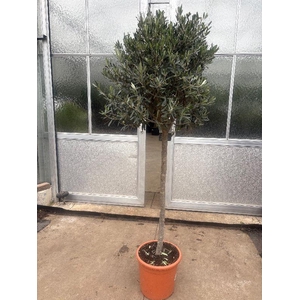 Olea europaea (Olijf) stam