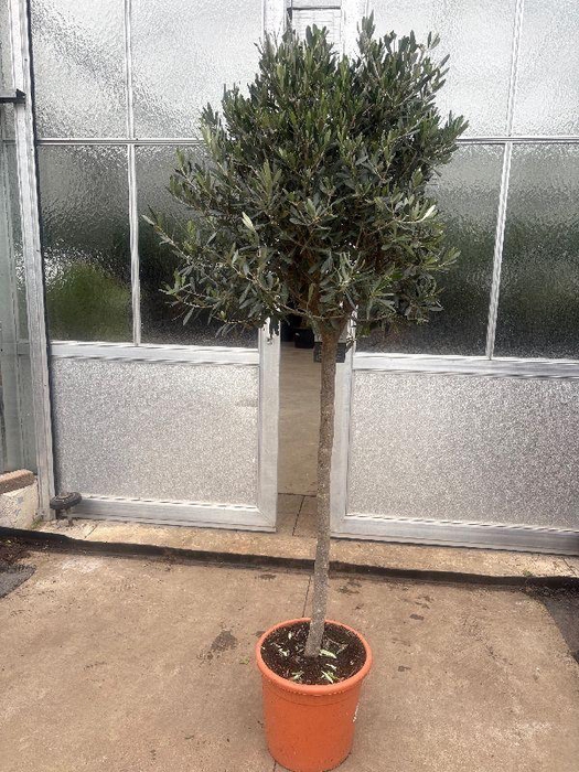 Olea europaea (Olijf) stam
