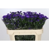 Aster Astee Dark Milka
