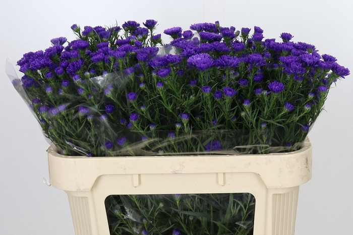 <h4>Aster Astee Dark Milka</h4>
