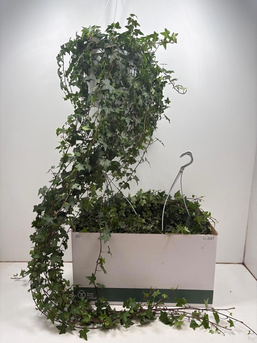 <h4>HED HE PITTSBURGH</h4>