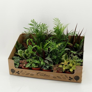 M-24 Mixplant showdoos