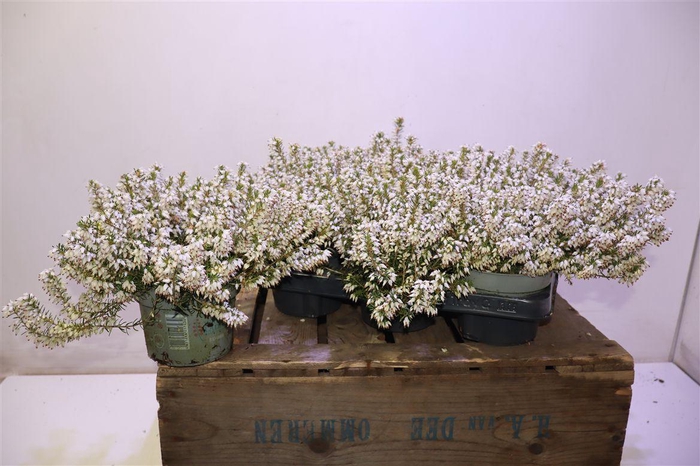 <h4>Eric Carnea</h4>